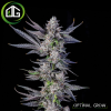 Runtz Carlton de Compound Genetics