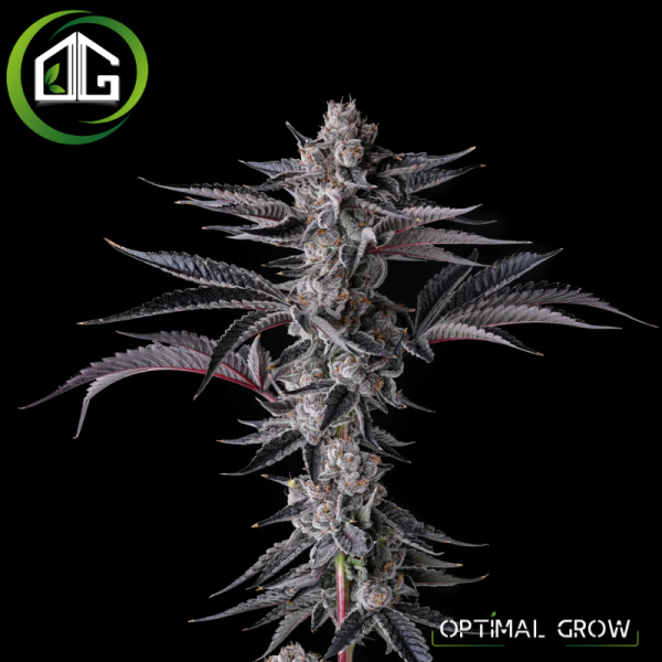 New Money de Compound Genetics