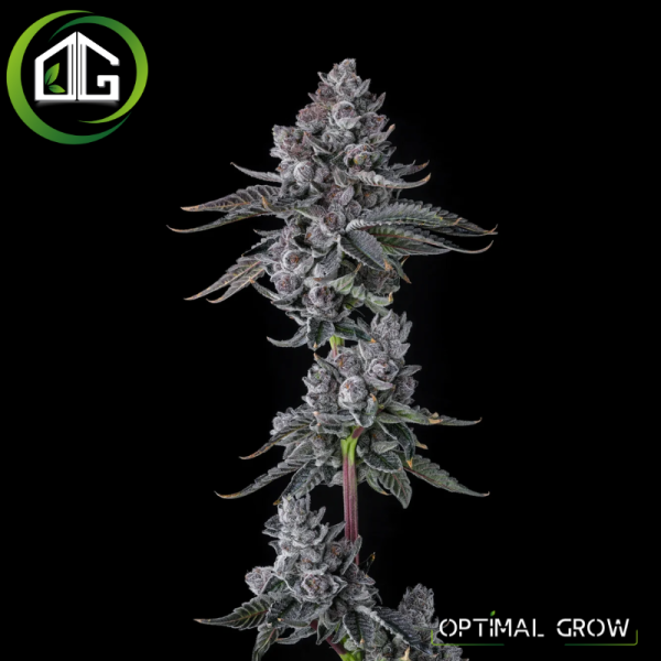 Old Money de Compound Genetics