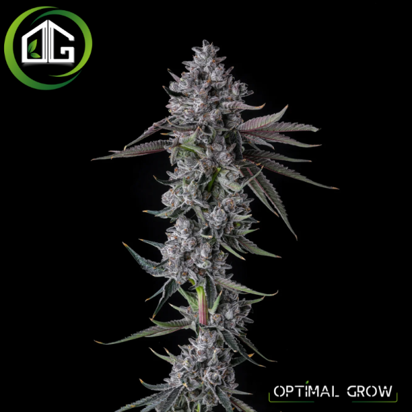 Chrome Dome de Compound Genetics