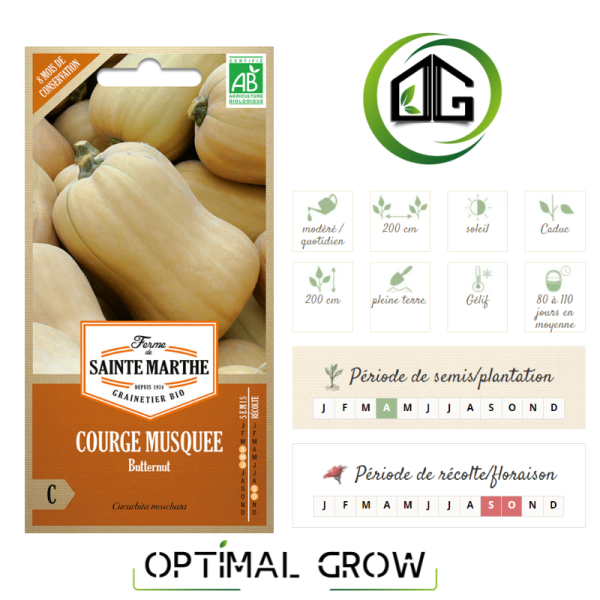 Courge Musquée Butternut AB