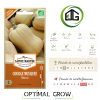 Courge Musquée Butternut AB