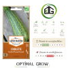 Courgette Grisette de Provence (Greyzini) AB
