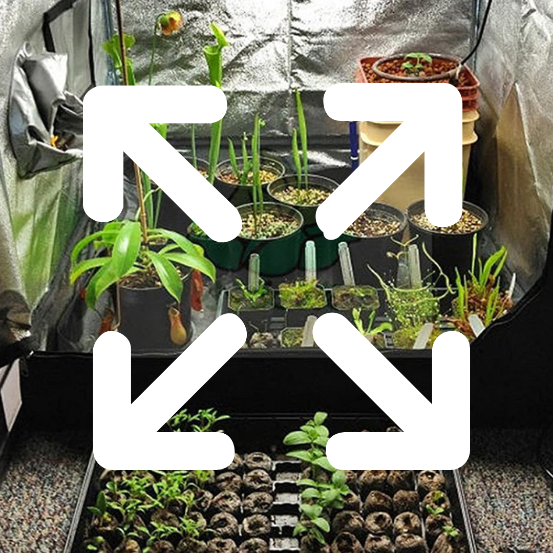 Culture Idéale pour Vos Plantes Intérieures