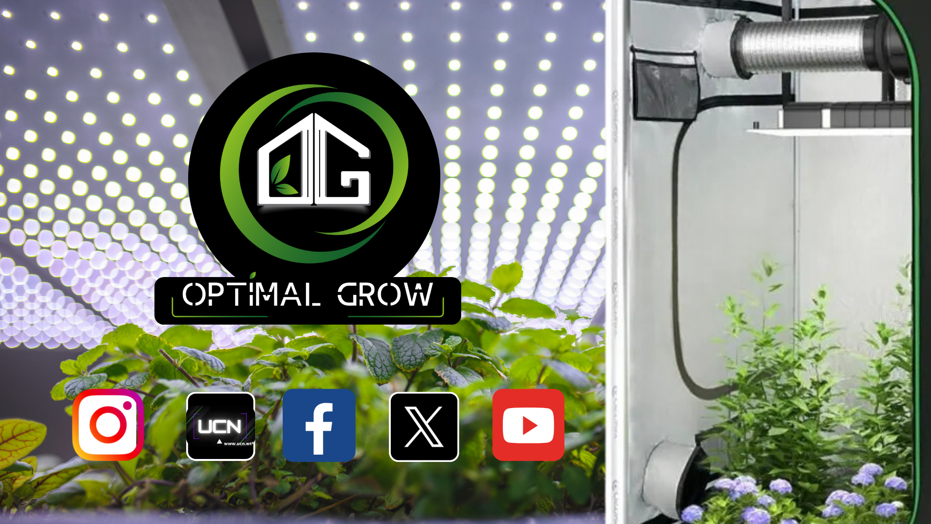 Choisir la Chambre de Culture Idéale pour Vos Plantes Intérieures