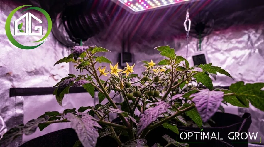 Tomates cerises sous éclairage LED en chambre de culture avec mesure PPFD