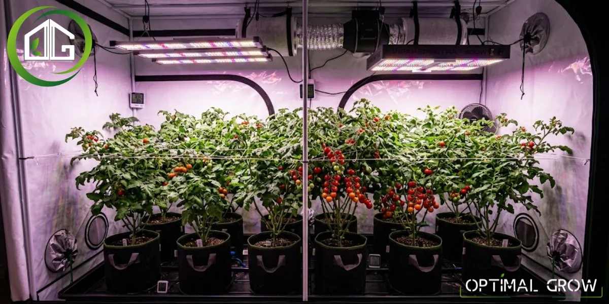 Tomates cerises en culture intérieure sous lampe LED dans une tente de culture
